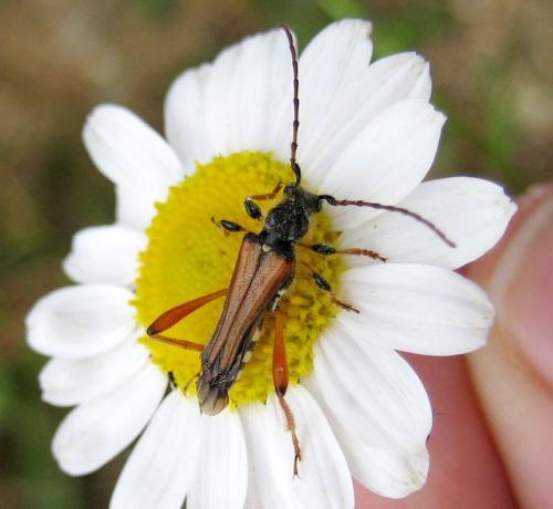 Stenopterus rufus
