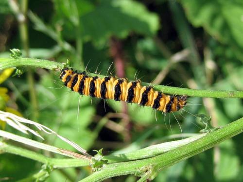 Tyria jacobaeae