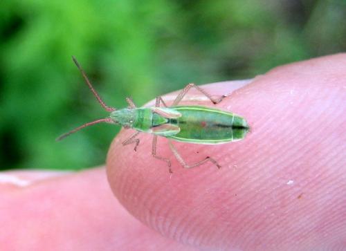 Réf. 12 117 : Myrmus miriformis
