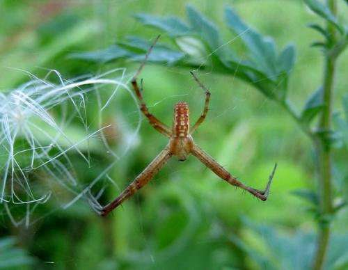 Argiope bruennichi