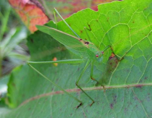 Réf. 12 123 : Phaneroptera falcata