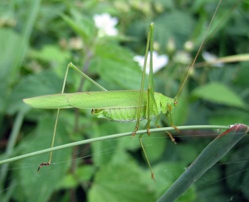 Réf. 12 223 : Phaneroptera falcata