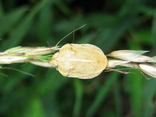 Eurygaster austriaca