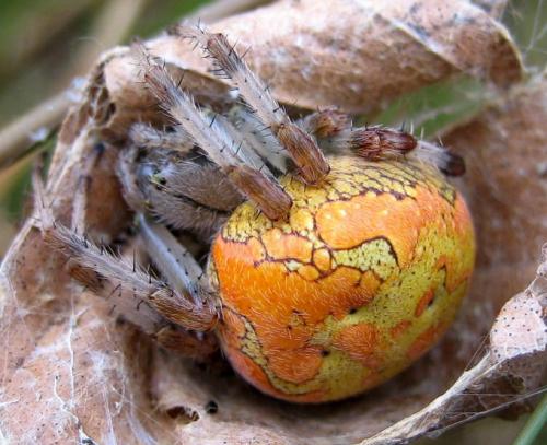 Araneus marmoreus