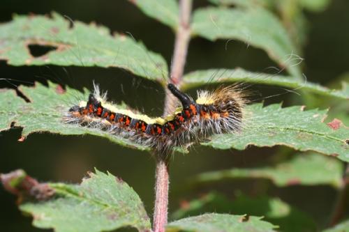 Acronicta psi