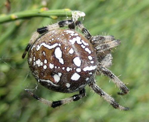Araneus quadratus