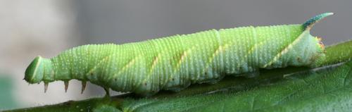 Mimas tiliae