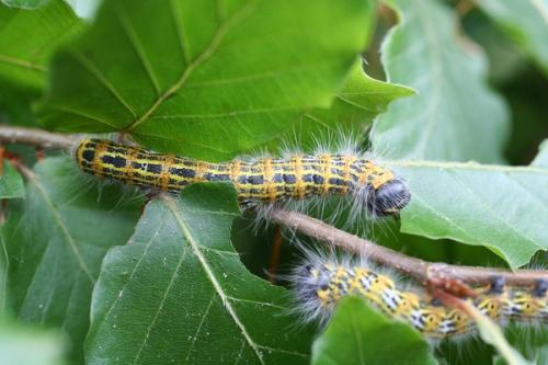 Phalera bucephala