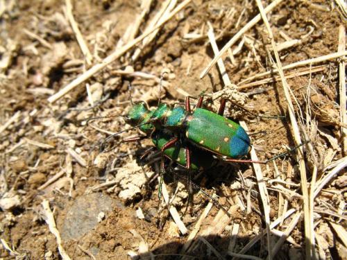 Réf. 12 449 : Cicindela campestris