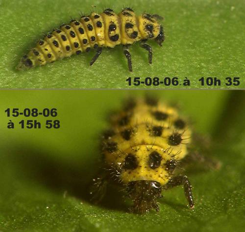 Réf. 12 627 : Psyllobora vigintiduopunctata