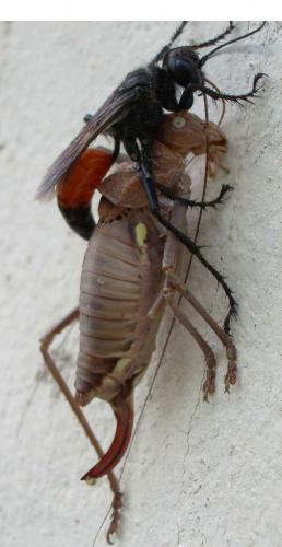 Réf. 12 000 : Palmodes occitanicus