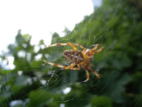 Réf. 12 655 : Araneus diadematus
