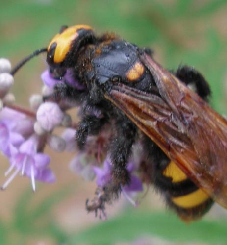 Réf. 12 767 : Megascolia maculata maculata