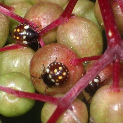 Nezara viridula