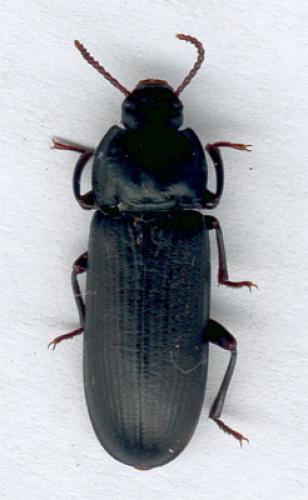 Tenebrio molitor