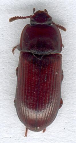Réf. 12 032 : Uloma rufa