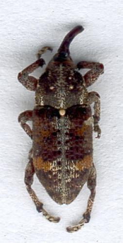 Pissodes sp.