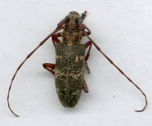 Monochamus galloprovincialis