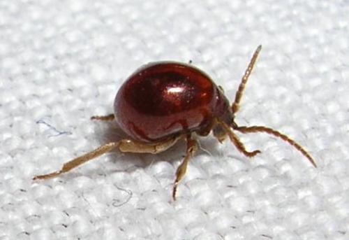 Gibbium sp.