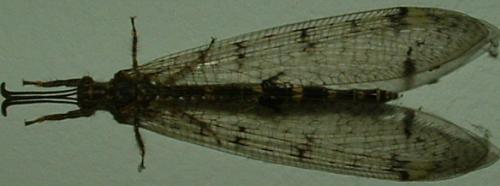 Réf. 12 480 : Distoleon tetragrammicus