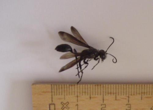 Isodontia mexicana