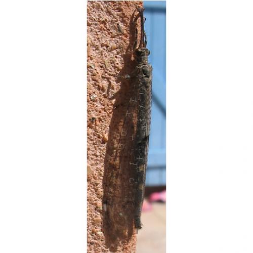 Réf. 12 211 : Distoleon tetragrammicus