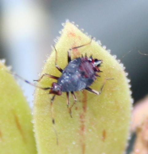 Deraeocoris ruber