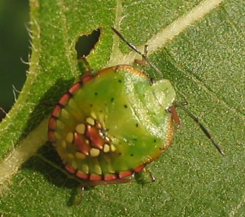 Nezara viridula
