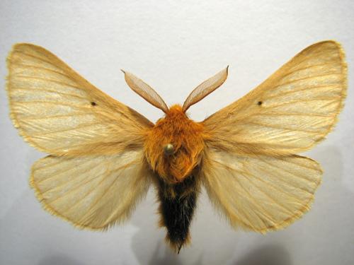 Lemonia taraxaci