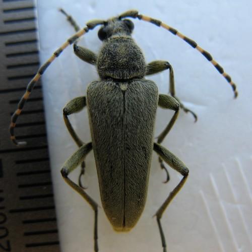Lepturobosca virens