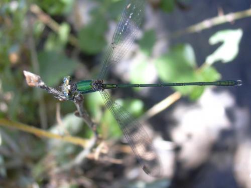 Chalcolestes viridis