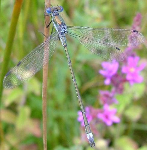 Lestes sponsa