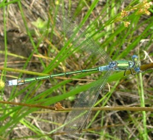 Réf. 12 701 : Lestes sponsa