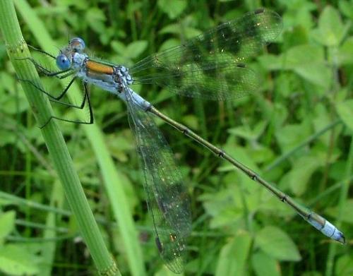 Lestes sponsa