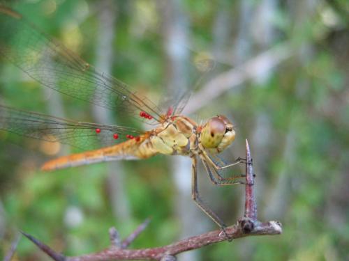 Sympetrum meridionale