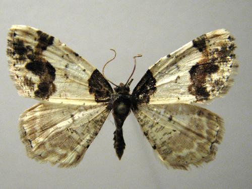 Réf. 12 700 : Ligdia adustata