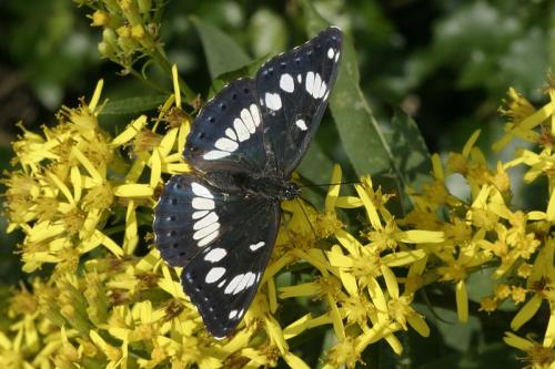 Limenitis reducta