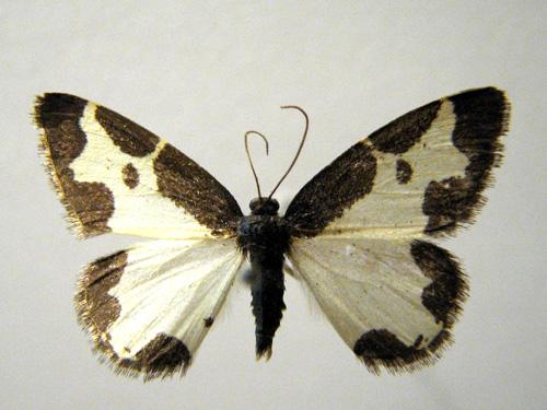 Réf. 12 698 : Lomaspilis marginata