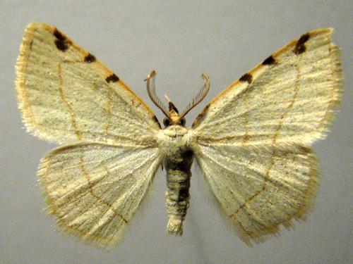 Réf. 12 705 : Stegania trimaculata