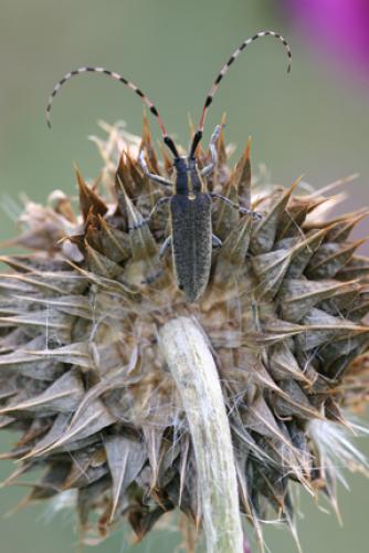Agapanthia dahli