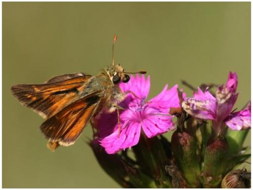 Réf. 12 526 : Hesperia comma
