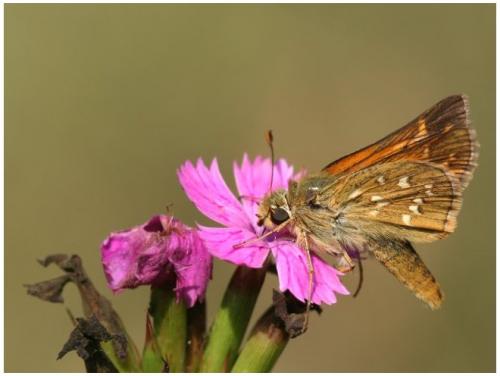 Réf. 12 527 : Hesperia comma