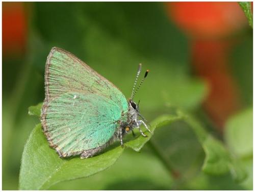 Réf. 12 546 : Callophrys rubi