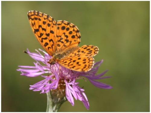 Réf. 12 548 : Boloria dia
