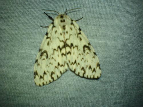 Lymantria monacha
