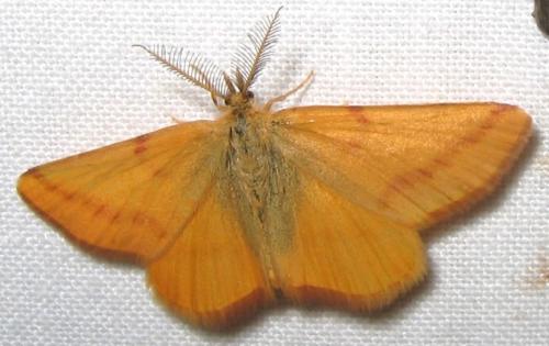 Réf. 12 149 : Lythria purpuraria