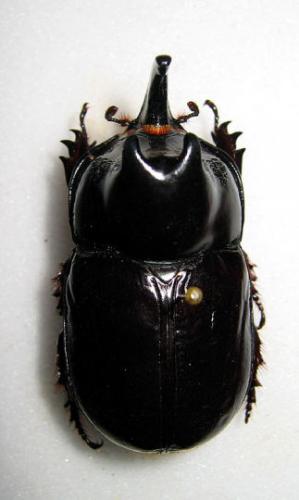 Megaceras jason