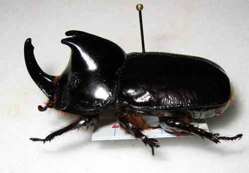Megaceras jason