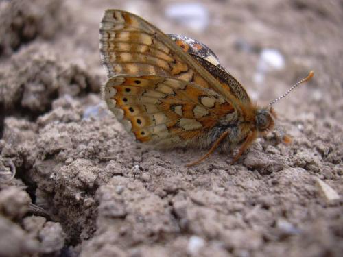 Euphydryas aurinia