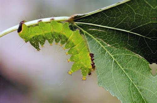 Actias maenas